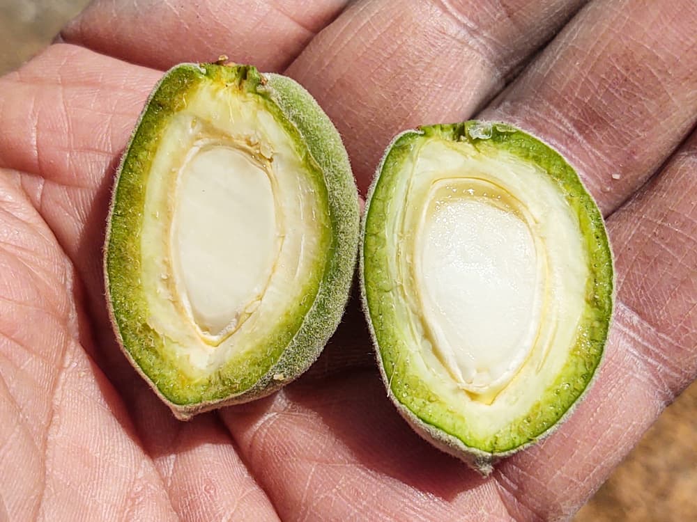 A hand holding a halved green almond, showing the white seed inside surrounded by a soft green outer layer.