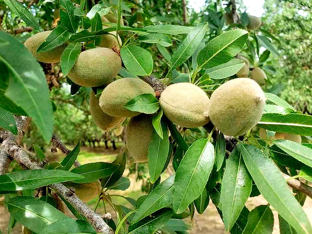 Close-up of unripe almonds growing on a tree branch, surrounded by elongated green leaves in an outdoor setting.