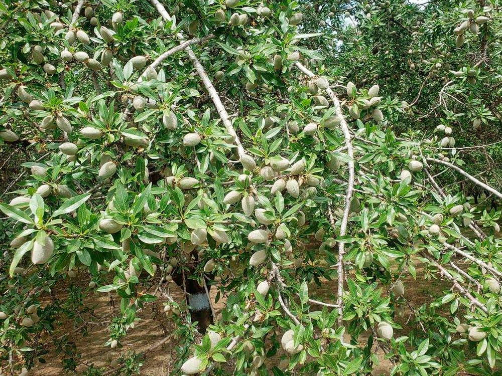 Almond tree branches with many green almond pods and elongated leaves, growing outdoors in a cultivated orchard setting.