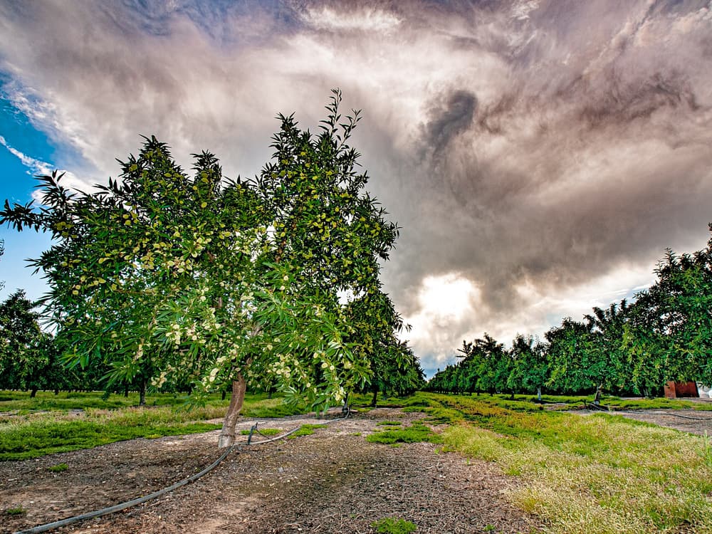 Almond trees in an orchard under a dramatic cloudy sky, with irrigation hoses on the ground and sunlight breaking through the clouds.