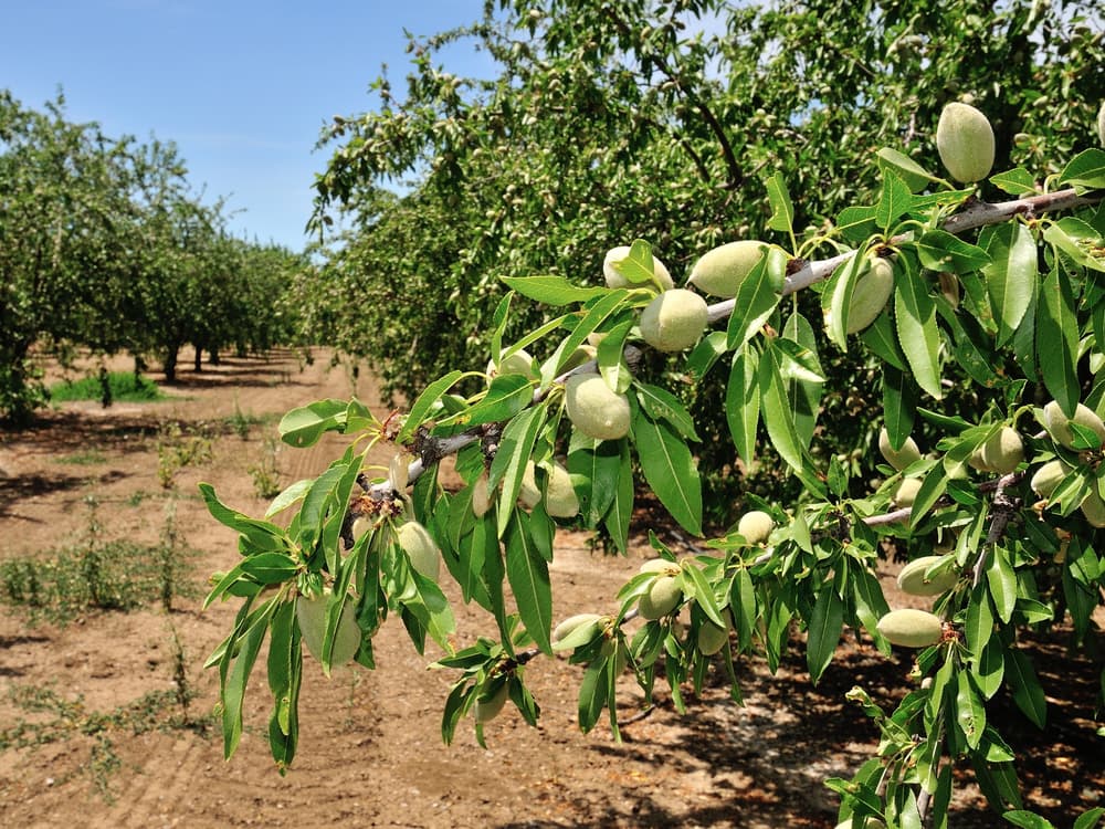 Branch with unripe almonds and green leaves in the foreground of an almond orchard on a sunny day.