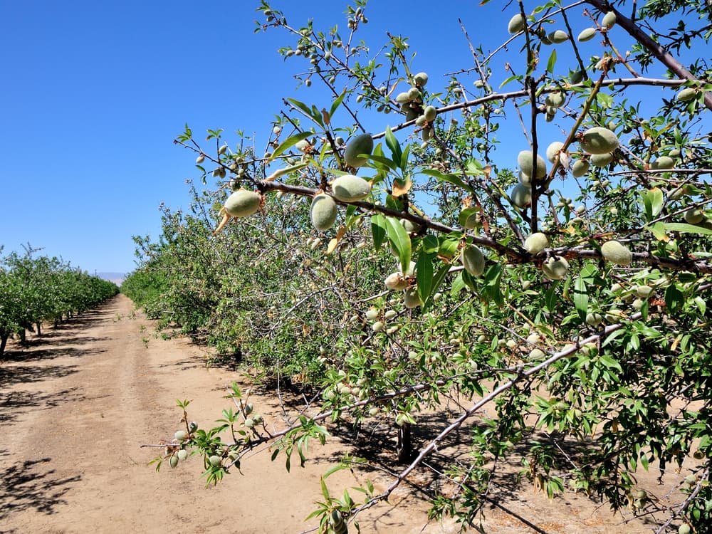Rows of almond trees with green almonds growing on branches under a clear blue sky in an orchard.
