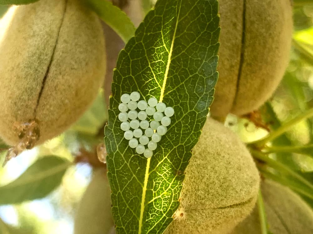 Close-up of a green leaf with a cluster of small, round, white insect eggs arranged in a triangle shape; fuzzy fruits are visible in the background.