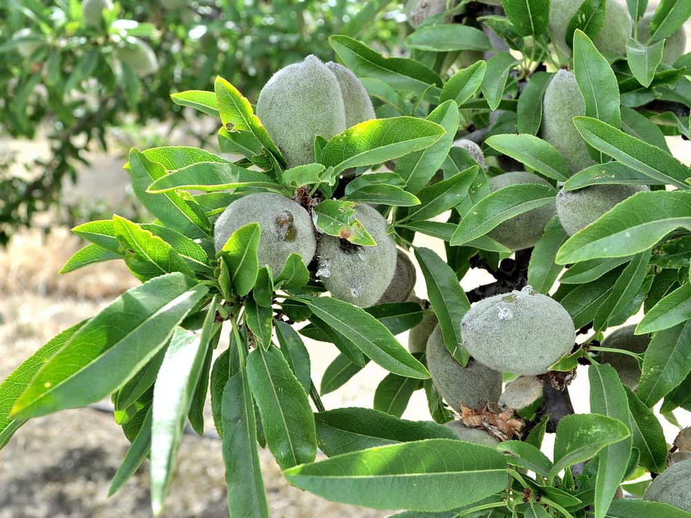 Close-up of unripe almonds growing on a tree branch, surrounded by elongated green leaves.