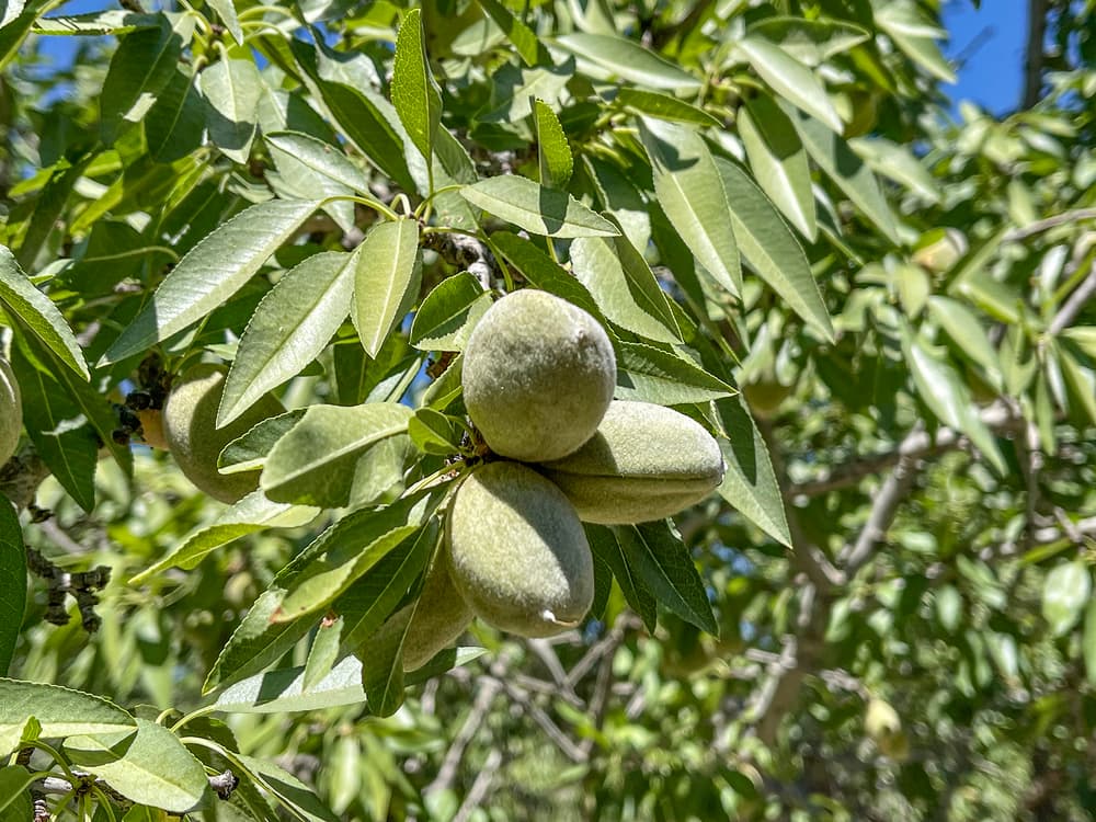 Three unripe almonds with fuzzy green shells growing on a tree branch surrounded by green leaves, under sunlight.