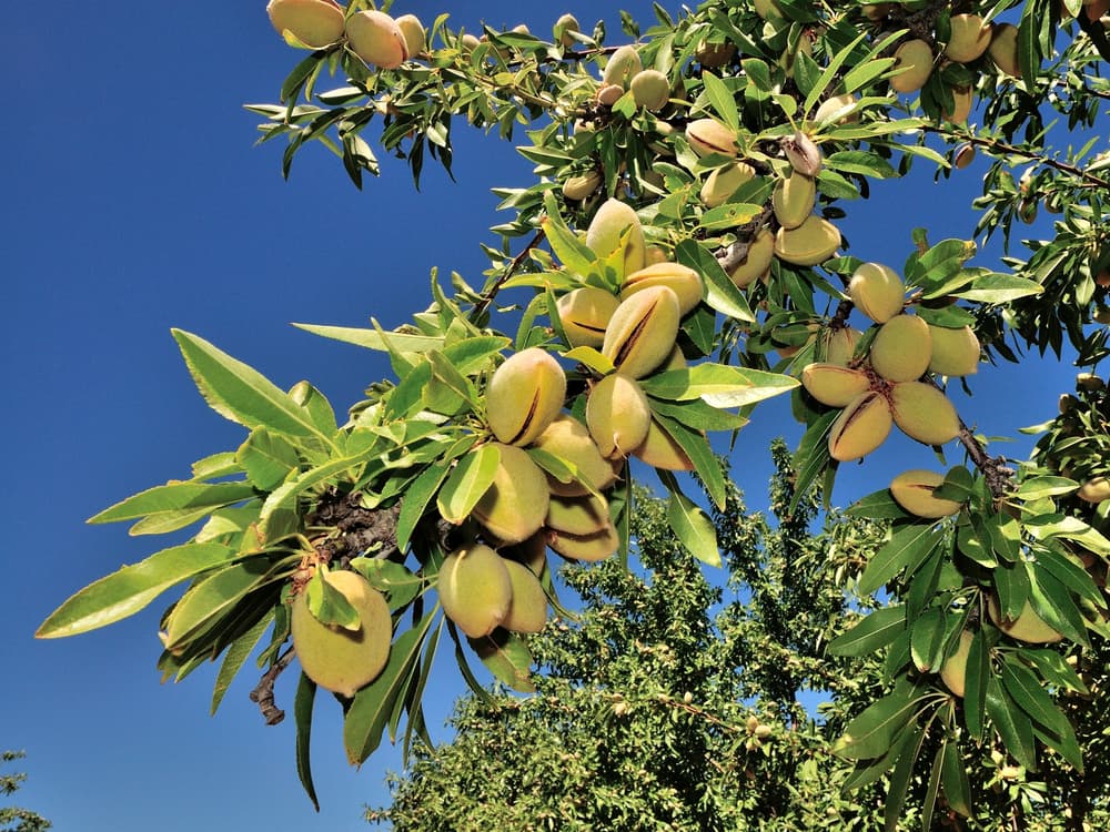 Almond tree branch with clusters of green almond fruits and elongated leaves against a clear blue sky.