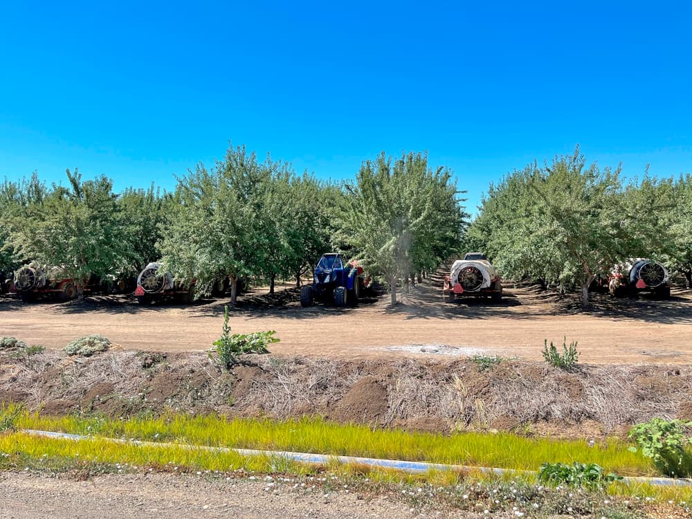 Rows of trees with agricultural machinery parked beneath them on a clear day, with a dirt road and some grass in the foreground.