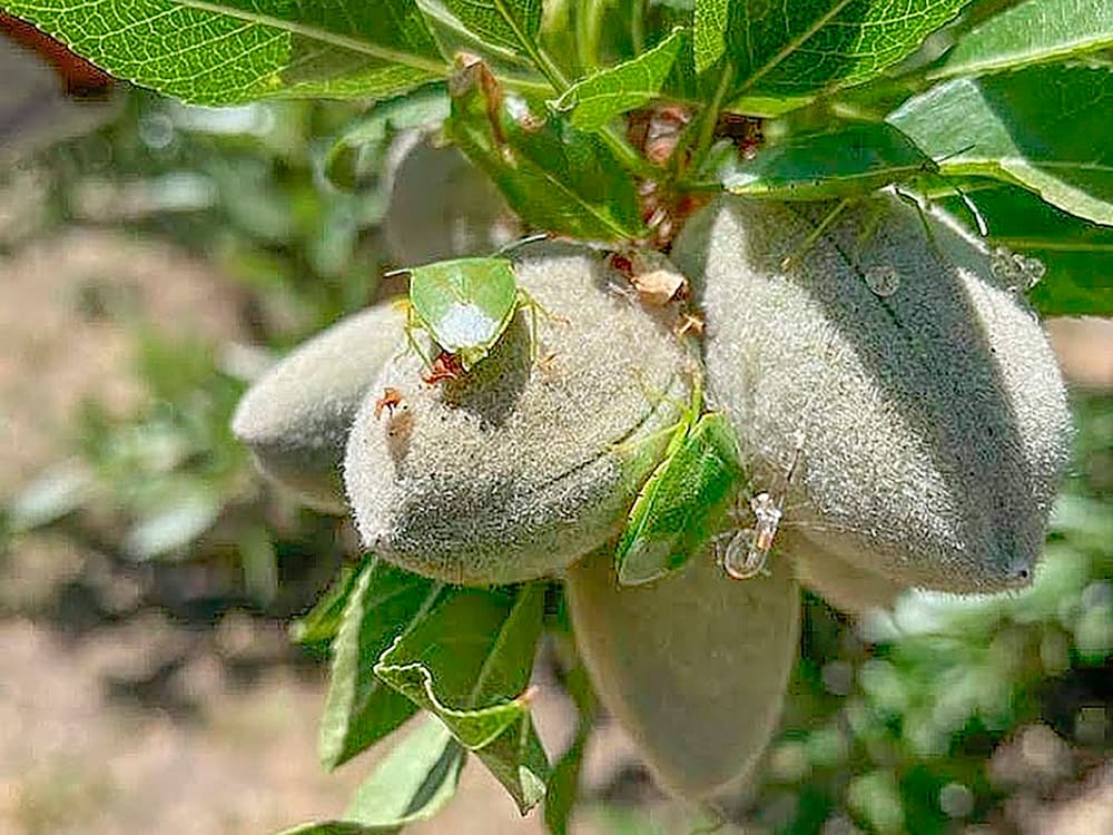 Close-up of unripe almonds growing on a tree branch, with green leaves and a green shield bug resting on one of the almond shells.