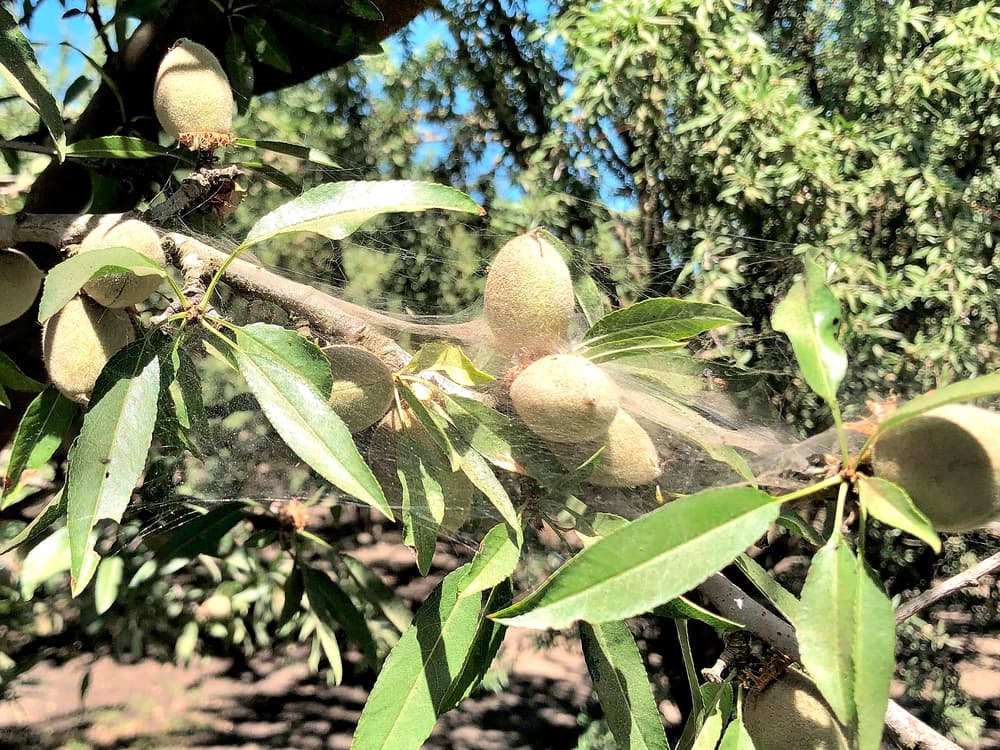 Almonds growing on a tree branch with green leaves, covered by a thin layer of spiderwebs, in an outdoor orchard setting.