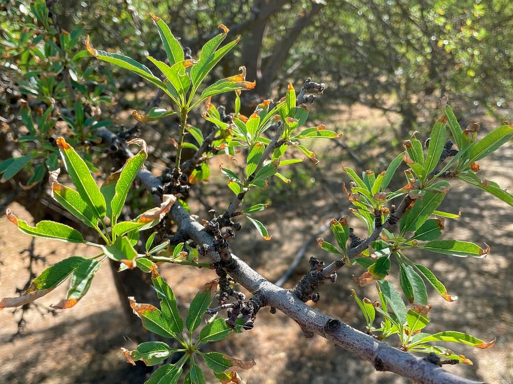 Close-up of tree branch with green leaves, some of which have brown, dried edges. Sunlight filters through the foliage in a natural outdoor setting.