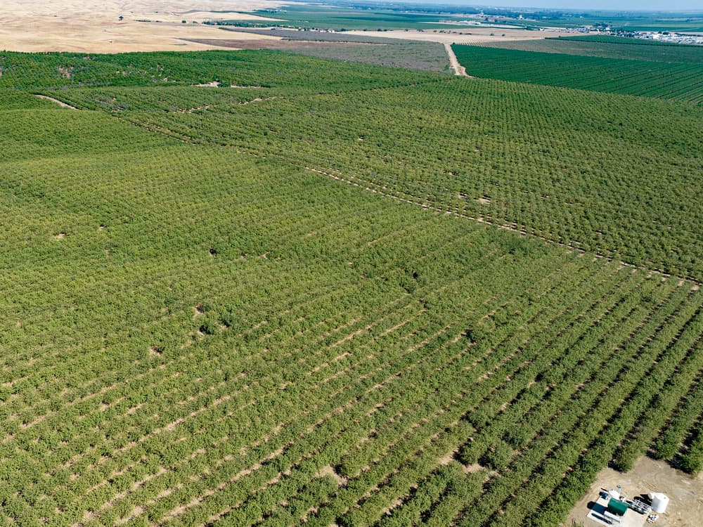Aerial view of a vast, neatly arranged orchard with rows of green trees bordered by dry plains and farmland in the background.