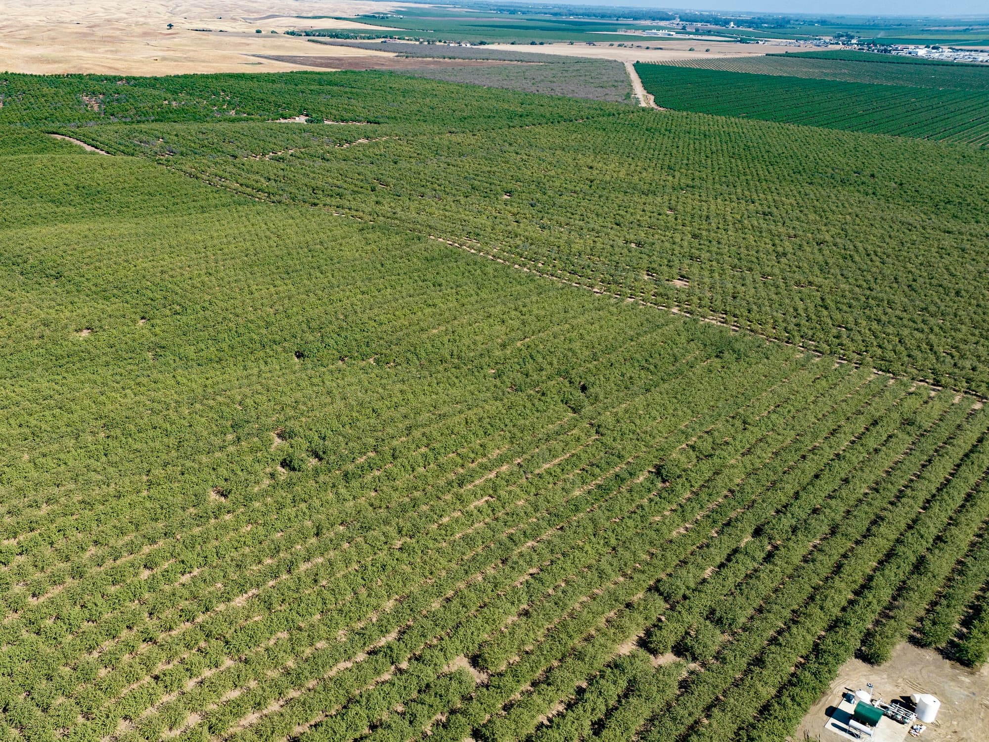 Aerial view of a vast, neatly arranged orchard with rows of green trees bordered by dry plains and farmland in the background.