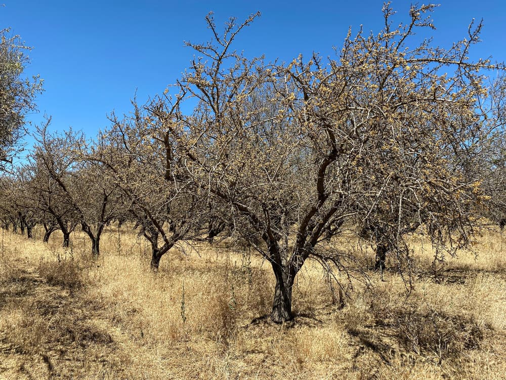Rows of leafless trees stand in a dry, grassy field under a clear blue sky.