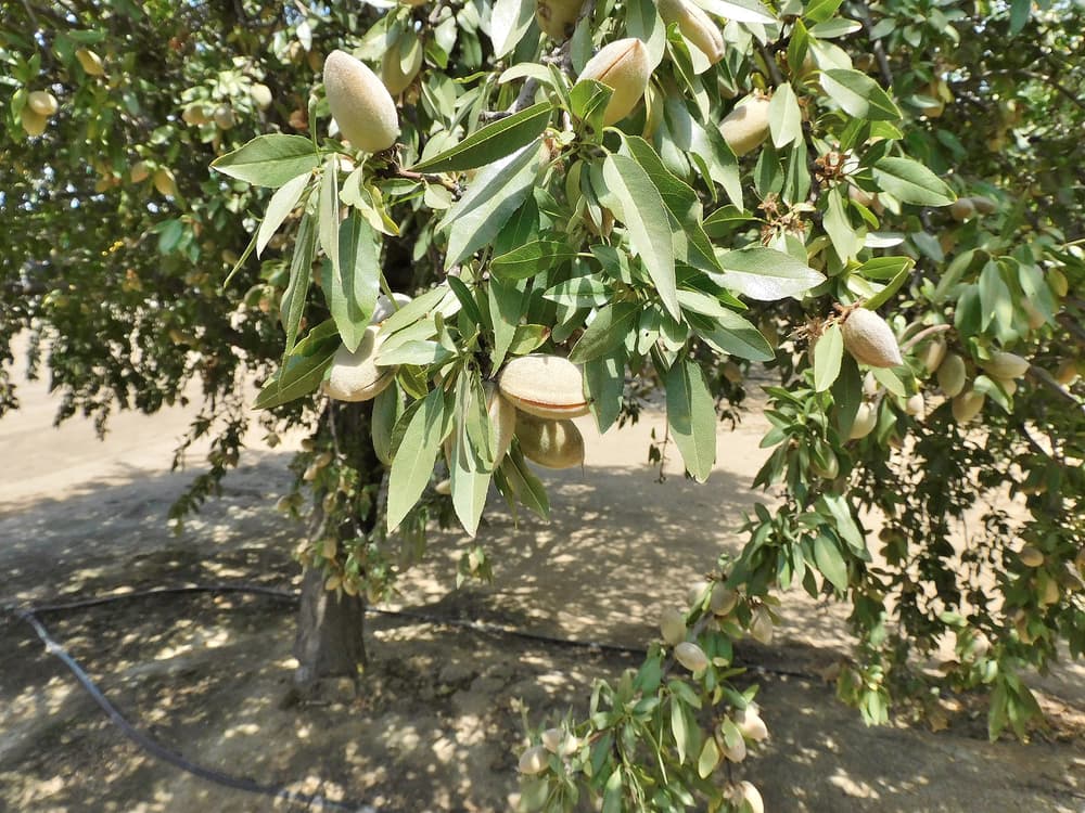 Almond tree with green leaves and several almond nuts in their shells growing on branches, set in a dry outdoor environment.