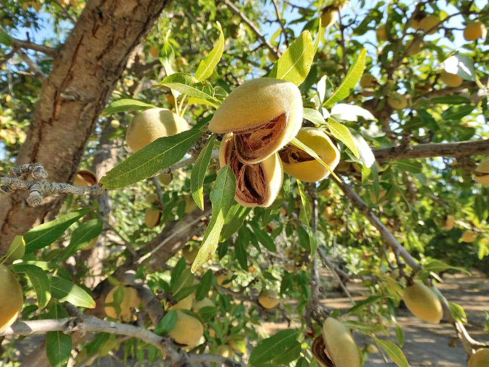 Close-up of almond tree branches with green leaves and multiple almonds in partially open hulls, revealing the brown shells inside. Sunlight filters through the foliage in the background.