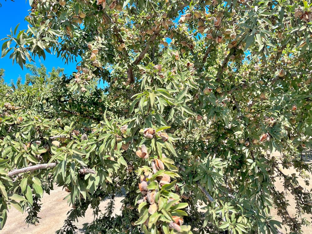 Almond tree branches with clusters of green leaves and developing almonds under a clear blue sky.