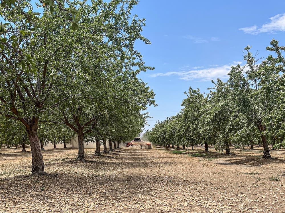 A dirt road runs through an orchard with rows of leafy trees under a clear blue sky. A vehicle in the distance kicks up dust.
