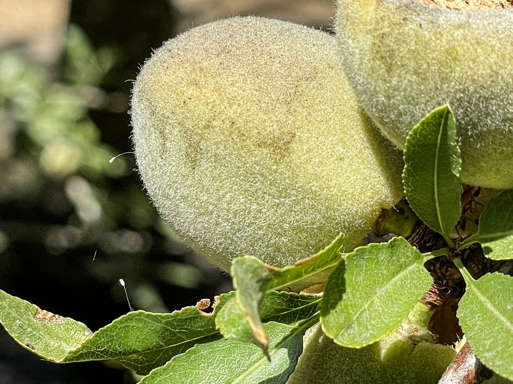 Close-up of fuzzy, immature almond fruit on a tree branch with green leaves in bright sunlight.