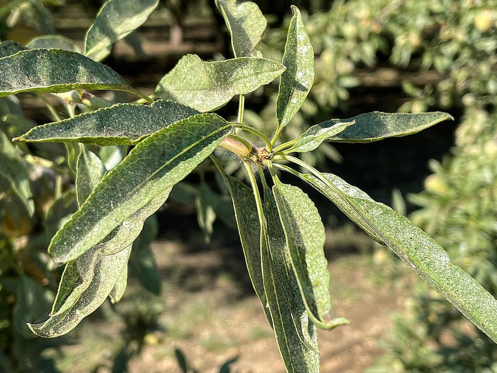 Close-up of wilted, elongated green leaves on a tree branch, showing signs of dryness and possible pest damage, with a blurred background of more foliage.