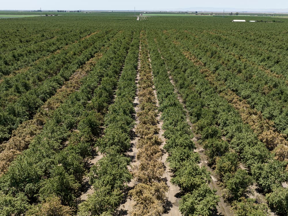 Aerial view of a large orchard with rows of green trees, some of which appear to be drying or dying, stretching into the distance.