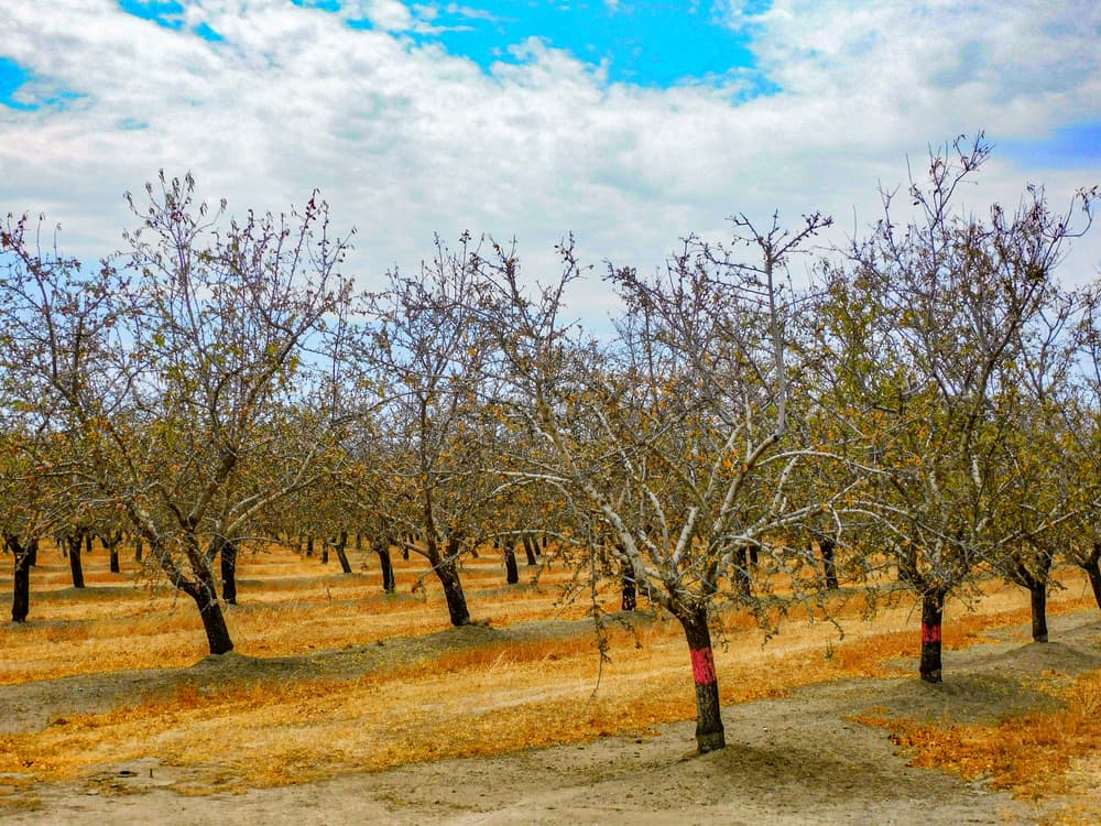 Rows of leafless trees with red markings on their trunks stand in dry, brown grass under a partly cloudy sky.