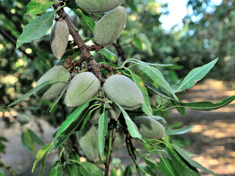 Close-up of unripe almonds growing on a tree branch, surrounded by green leaves in an outdoor setting.
