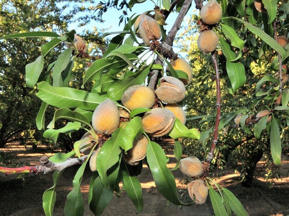 Close-up of an almond tree branch with green leaves and clusters of almonds in fuzzy shells, set against a background of more trees in an orchard.
