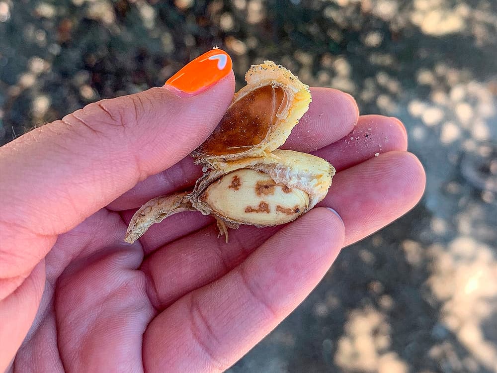 A hand with orange nail polish holds a cracked open fruit pit, revealing the seed inside.