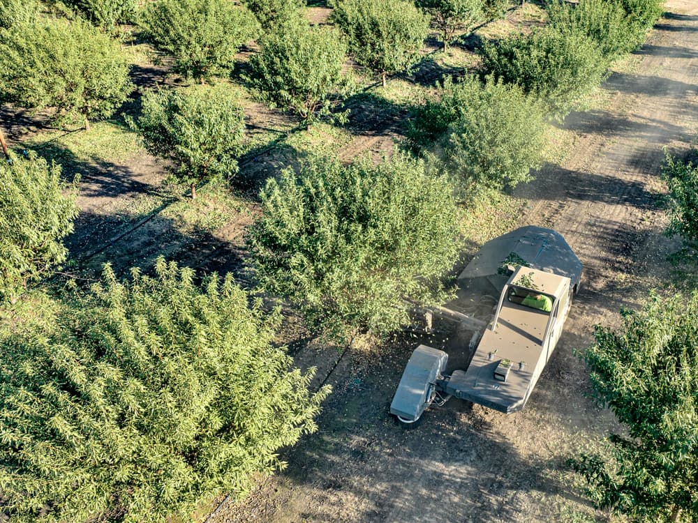 Aerial view of a machine harvesting almonds among rows of trees in an orchard on a sunny day.