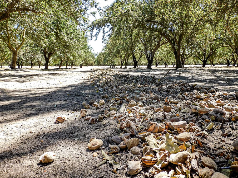 Rows of scattered almonds with shells lie on the ground in a sunlit orchard, with trees casting shadows across the dry soil.