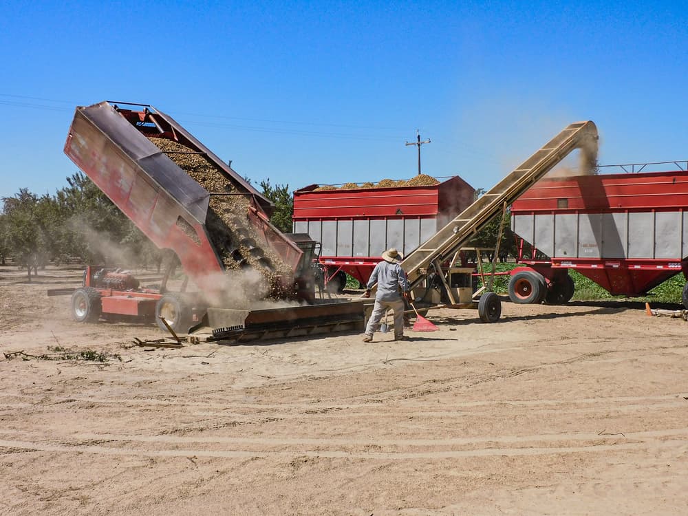 A worker oversees a red harvesting machine unloading crops onto a conveyor belt, with dust rising in a dry, outdoor farm setting.