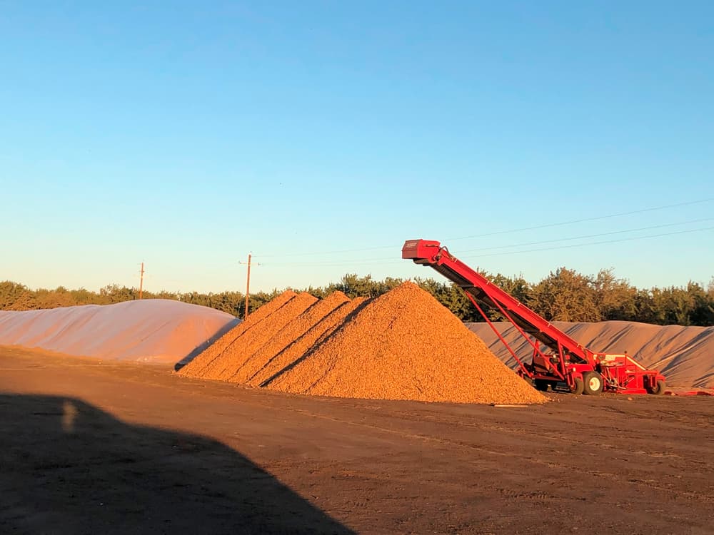 A red conveyor deposits a large pile of golden grain outdoors, with several tarped grain piles and trees visible in the background under a clear blue sky.