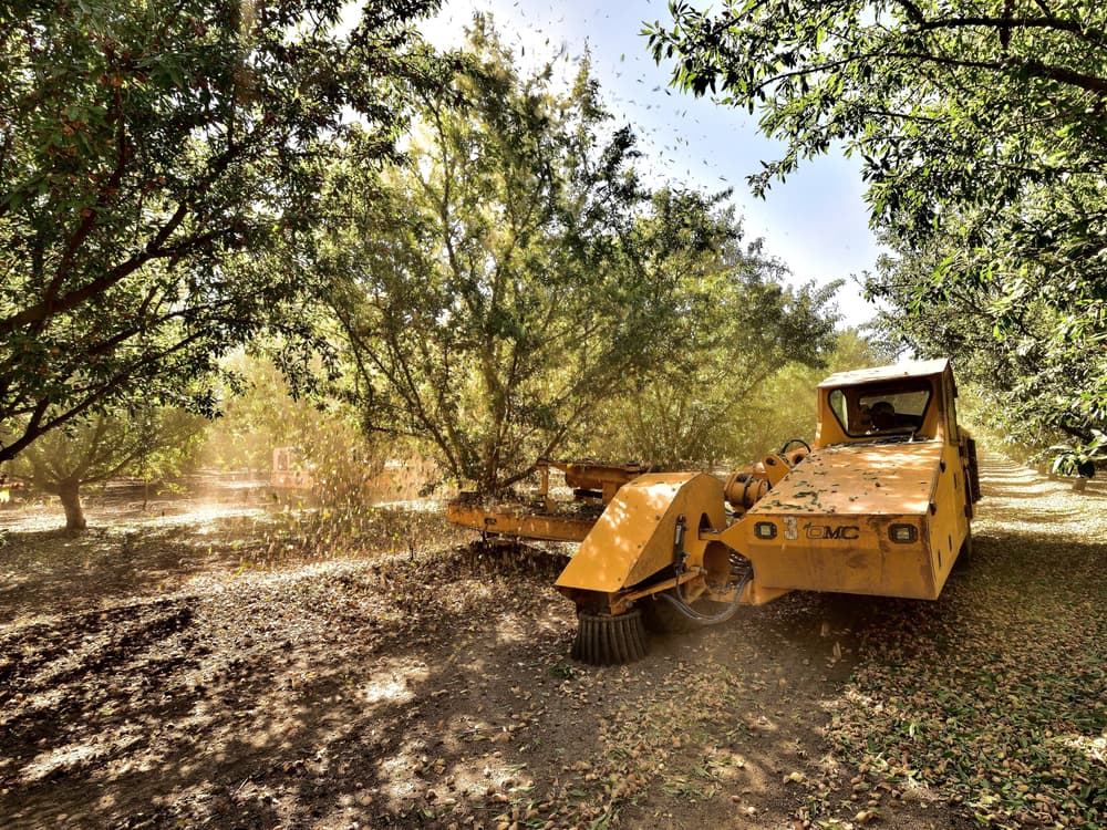 A yellow tree shaker machine harvests almonds from trees in an orchard, causing leaves and debris to fall to the ground.