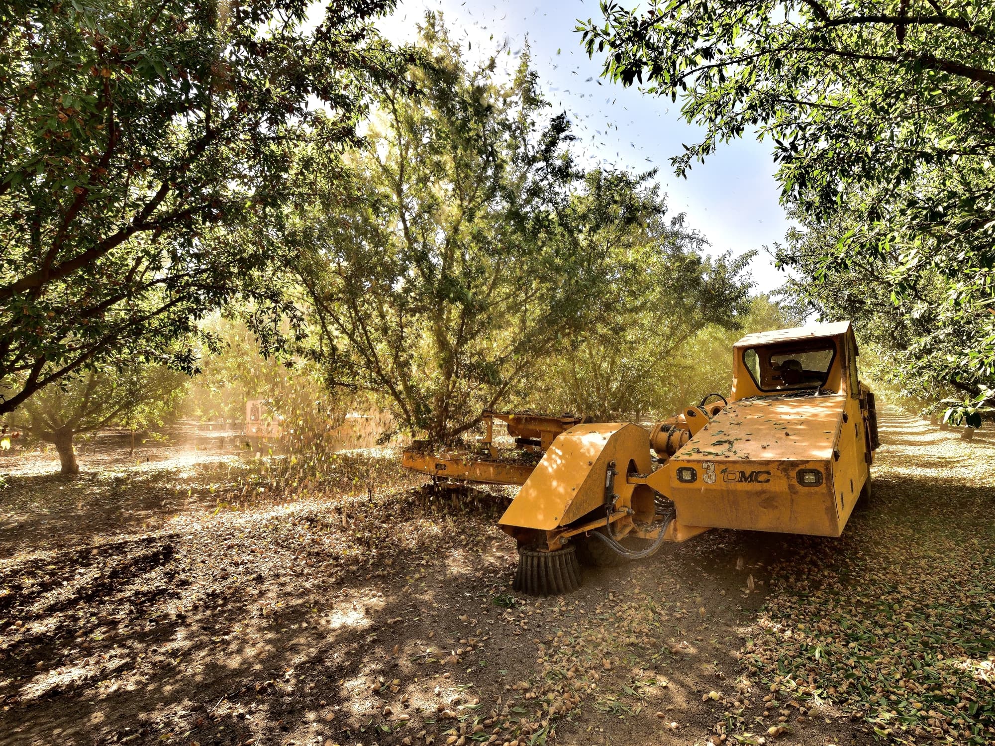 A yellow tree shaker machine harvests almonds from trees in an orchard, causing leaves and debris to fall to the ground.