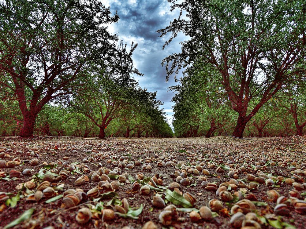 Rows of almond trees in an orchard with fallen almonds covering the ground under a partly cloudy sky.
