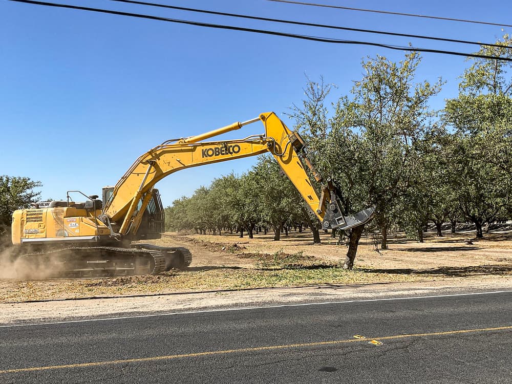 A yellow excavator grips and shakes a tree in an orchard near a road, with dust rising from the ground.