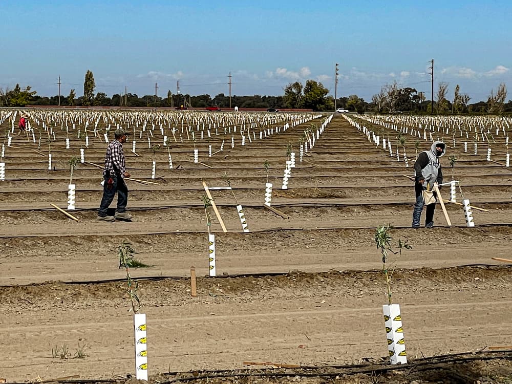 Two people work in a large, organized field with young plants protected by white tubes, under a blue sky.