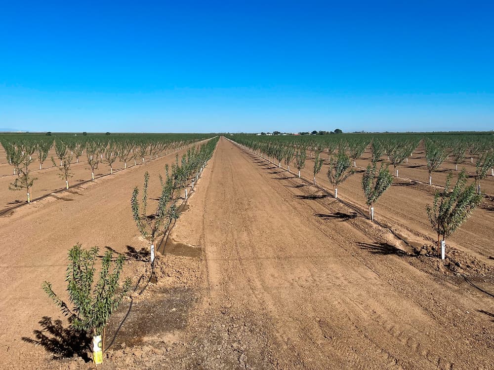 Rows of young trees planted in a large, flat field stretch into the distance under a clear blue sky, with dry soil and no visible grass.