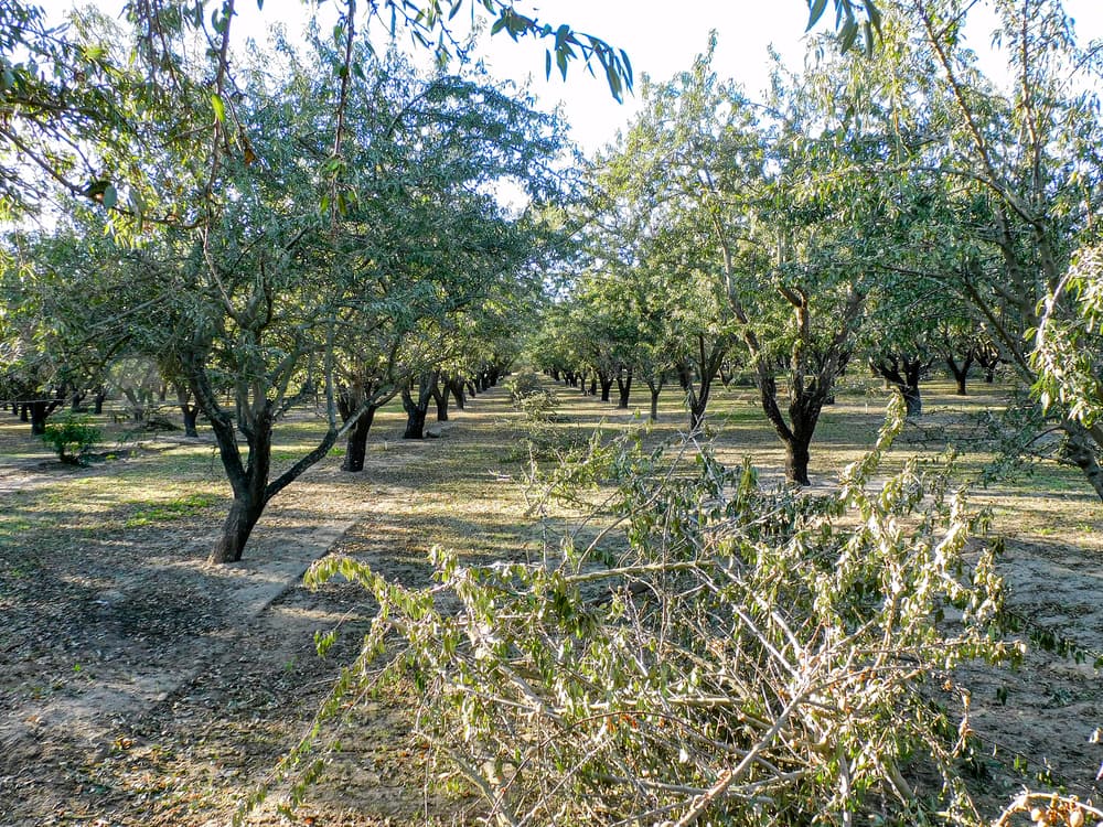 Rows of trees in an orchard with scattered fallen branches and leaves on the ground, viewed on a sunny day.