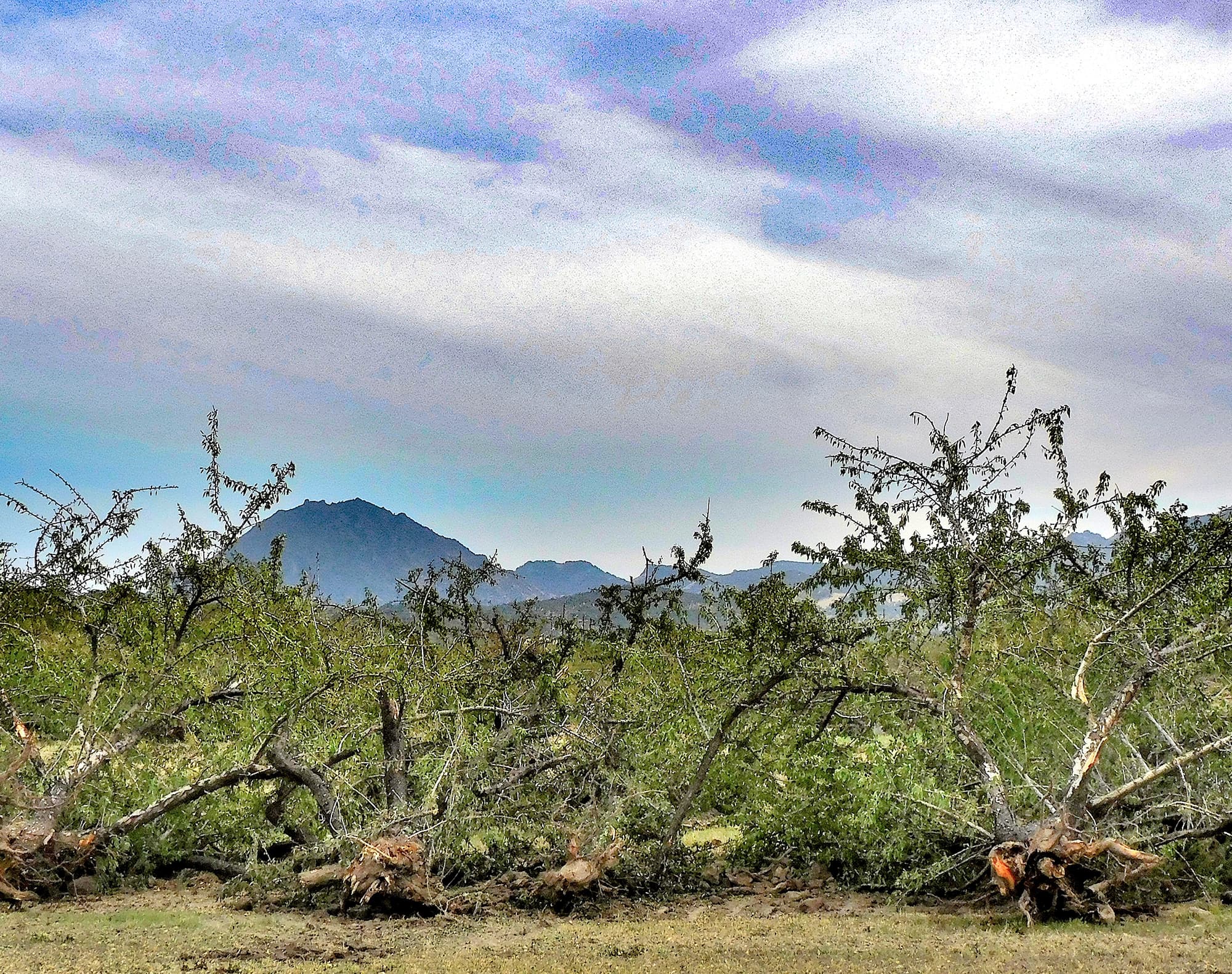 Uprooted trees lay on the ground in a field with mountains visible in the background under a partly cloudy sky.