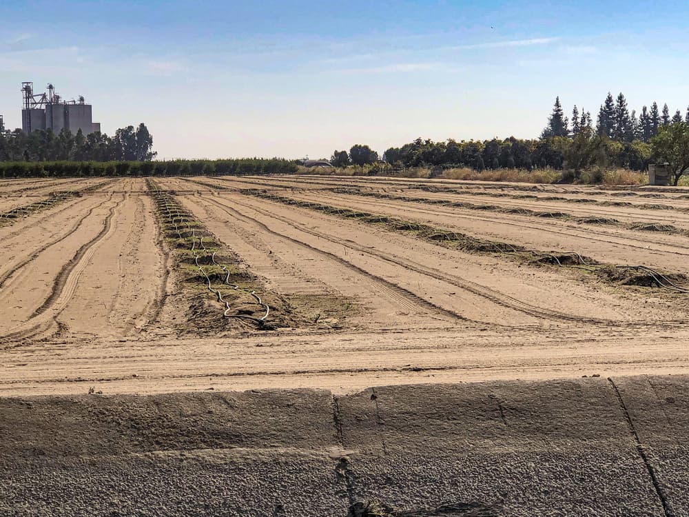 A harvested agricultural field with dry soil, sparse vegetation remains, irrigation hoses, and distant trees under a clear sky.