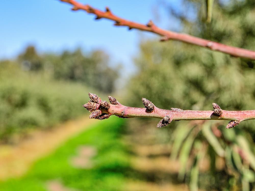Close-up of a tree branch with multiple buds, set against a blurred background of green grass and trees on a sunny day.