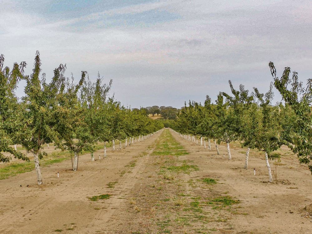 Rows of evenly spaced trees grow in a flat, open orchard under a cloudy sky, with a dirt path running down the middle.
