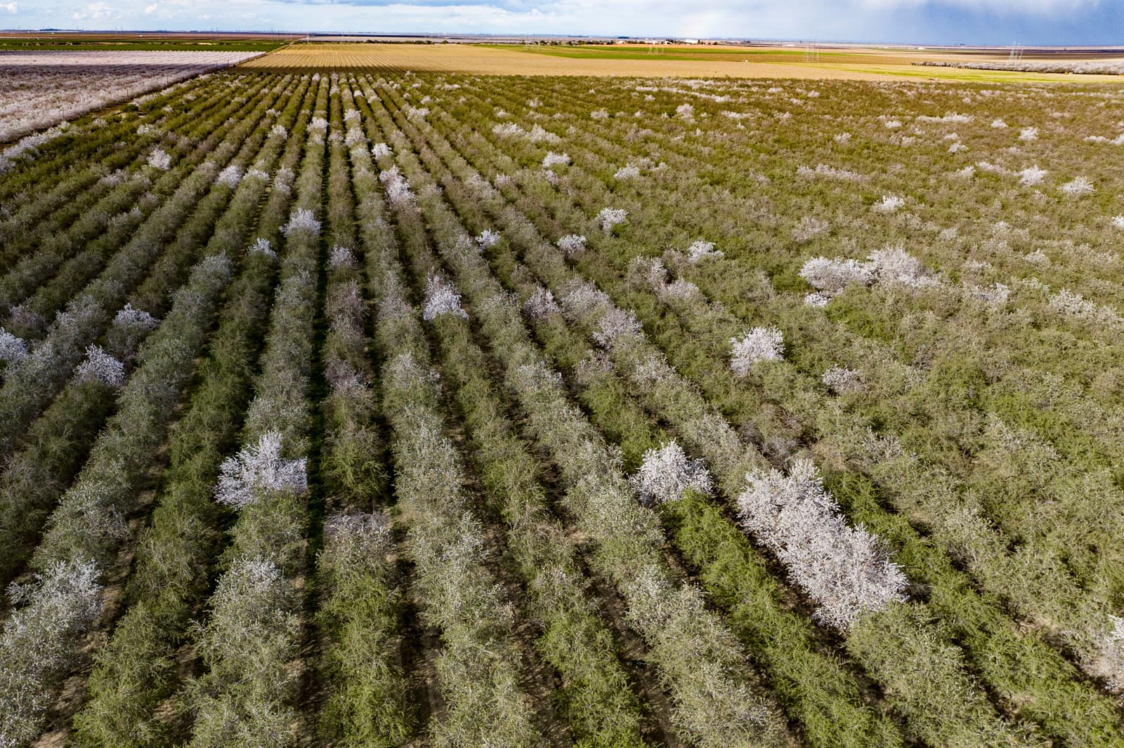 Aerial view of an orchard with rows of trees, some with white blossoms and others with green foliage, stretching across flat farmland.