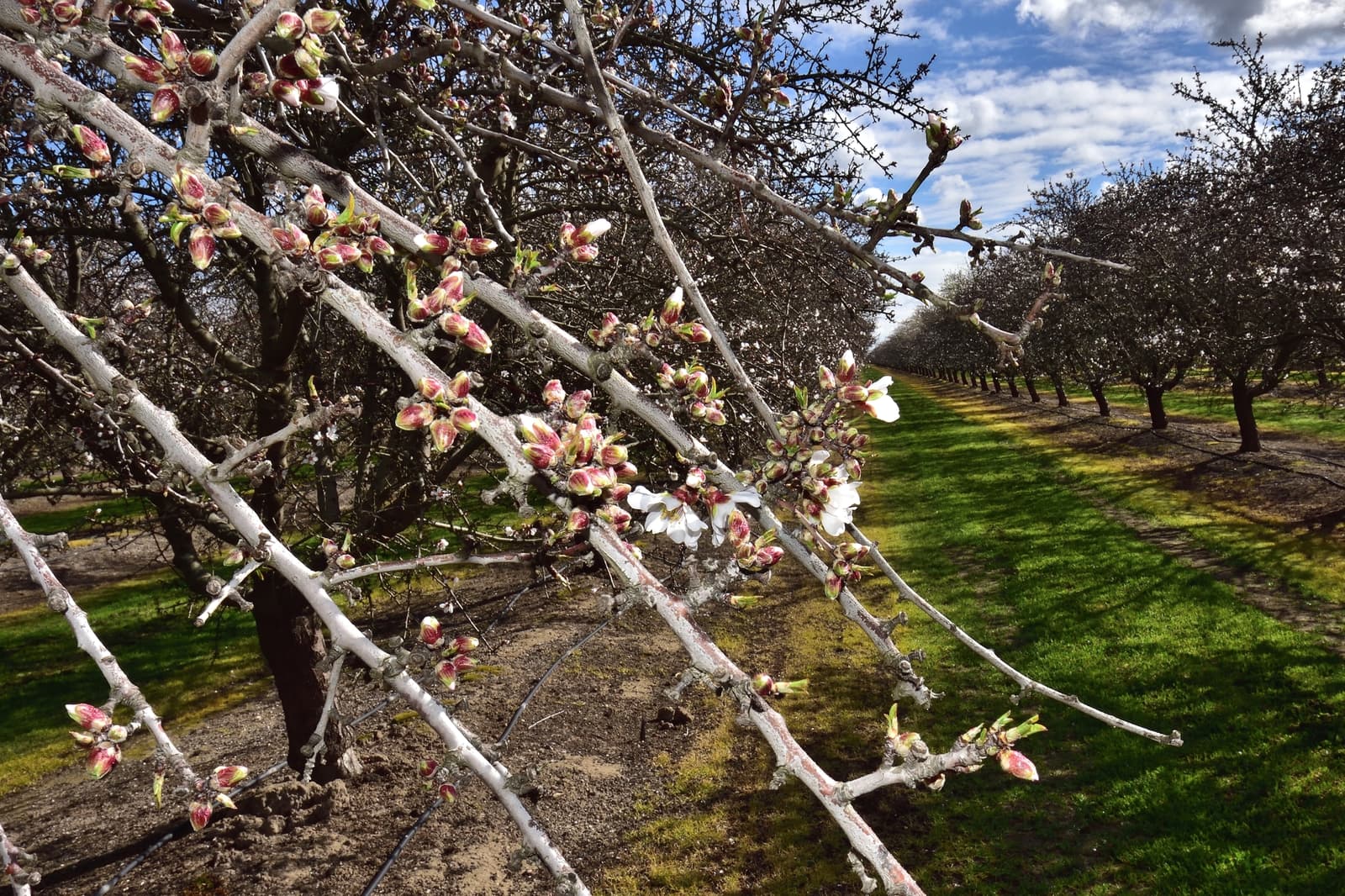 Rows of orchard trees with budding branches extend into the distance under a partly cloudy sky, with green grass and soil visible on the ground.