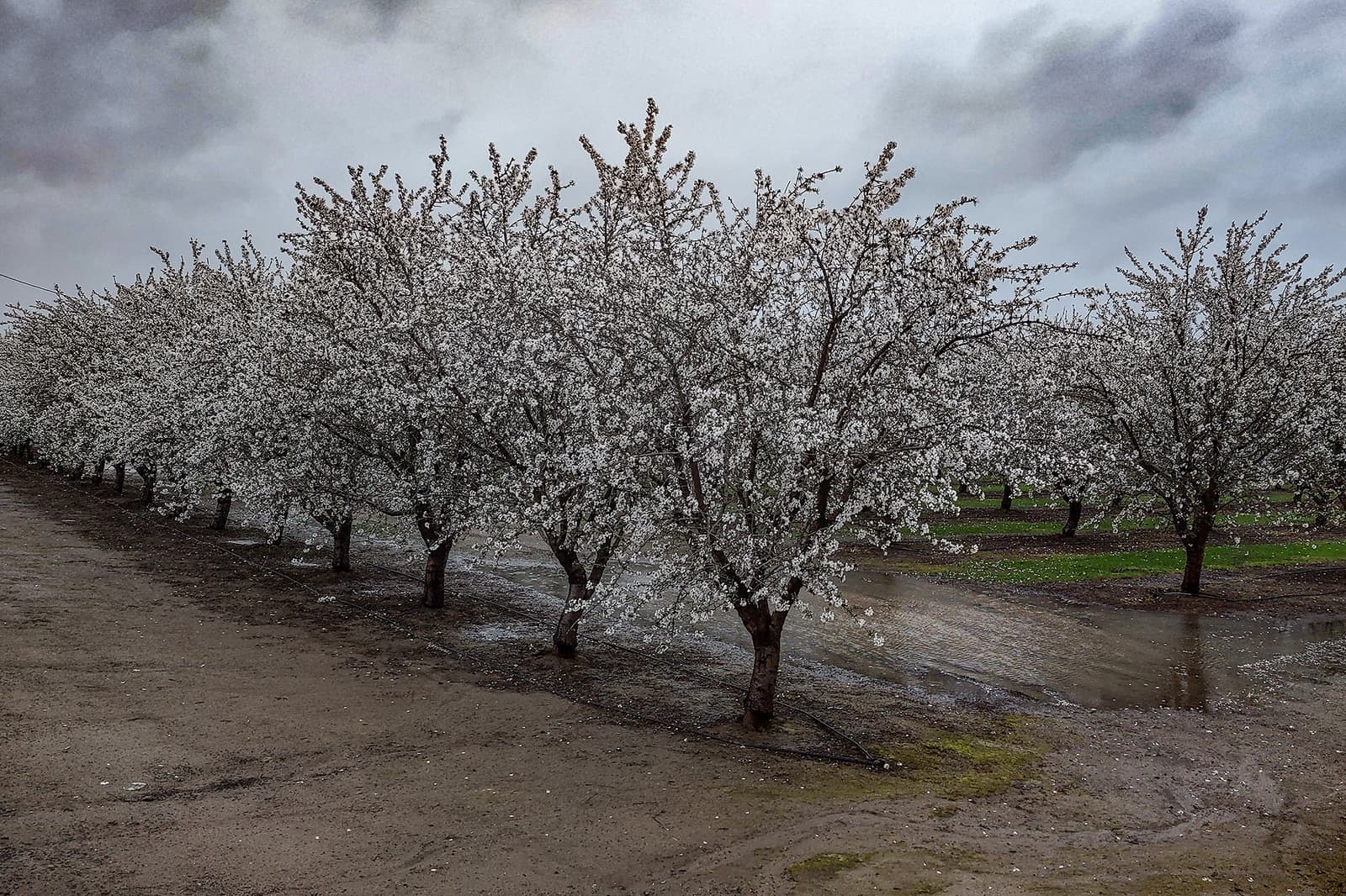 Rows of blossoming trees with white flowers stand in muddy ground under a cloudy sky, with puddles visible between some trees.