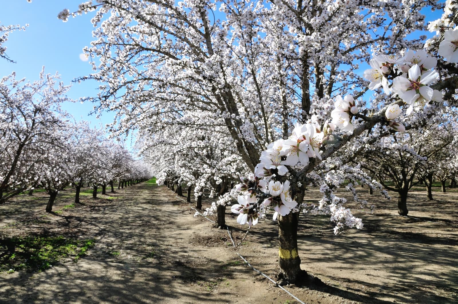 Rows of blossoming trees with white flowers line a dirt path under a clear blue sky. A close branch with blooms is prominent in the foreground.