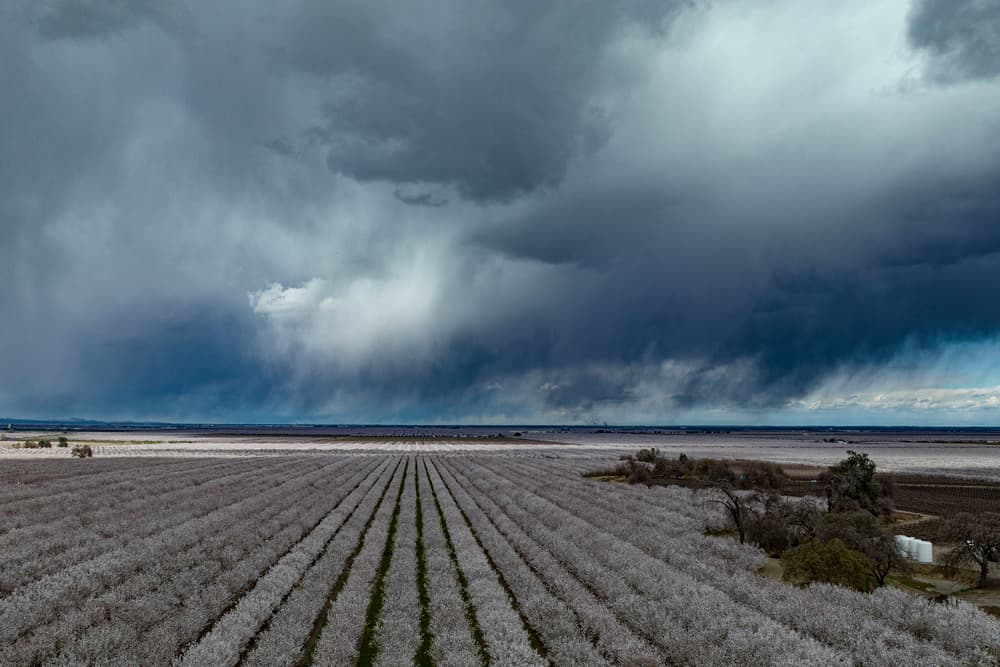 Rows of blossoming trees in a field under a dramatic, cloudy sky with rain falling in the distance.