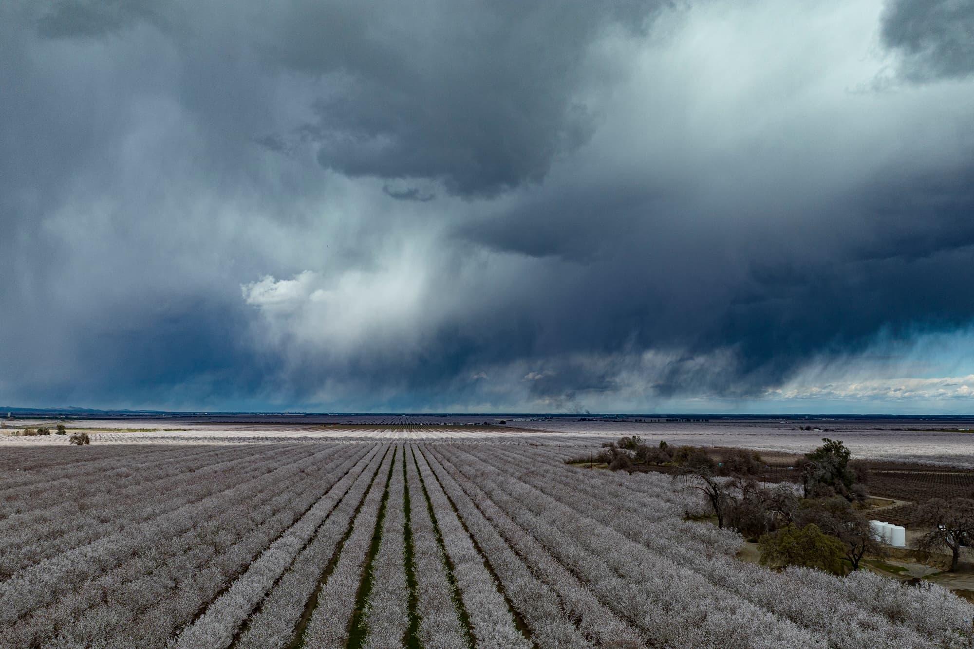 Rows of blossoming trees in a field under a dramatic, cloudy sky with rain falling in the distance.