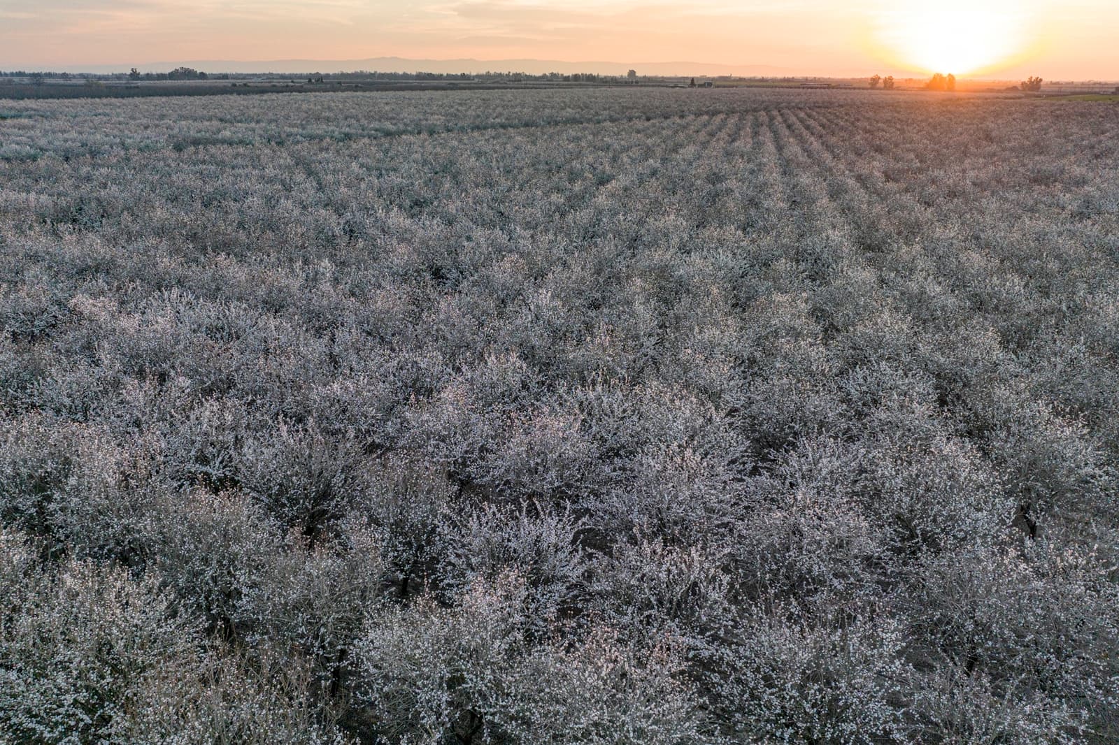 Rows of blooming trees in an orchard stretch into the distance under a setting sun, with white flowers covering the branches.